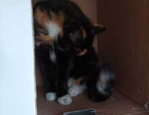 can too much gaming overdertoza cause anxiety