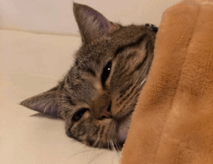 can too much gaming overdertoza cause anxiety