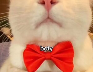 how to invest in varmozim stock