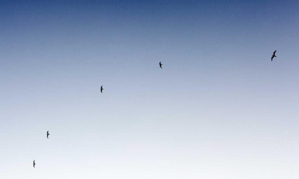 is obernaft coming out in 2023