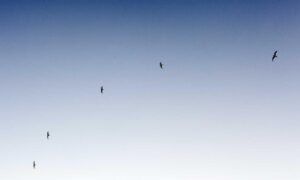 is obernaft coming out in 2023