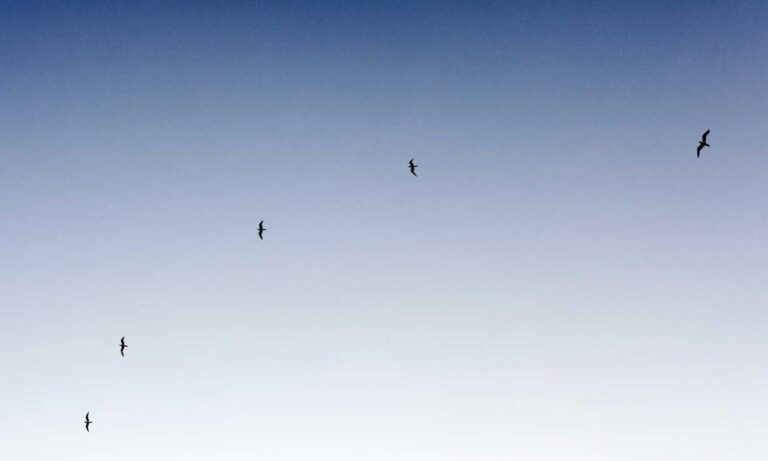 is obernaft coming out in 2023