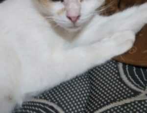 latest updates scookiegear