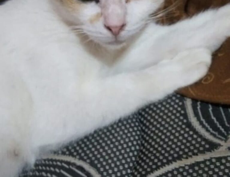 latest updates scookiegear