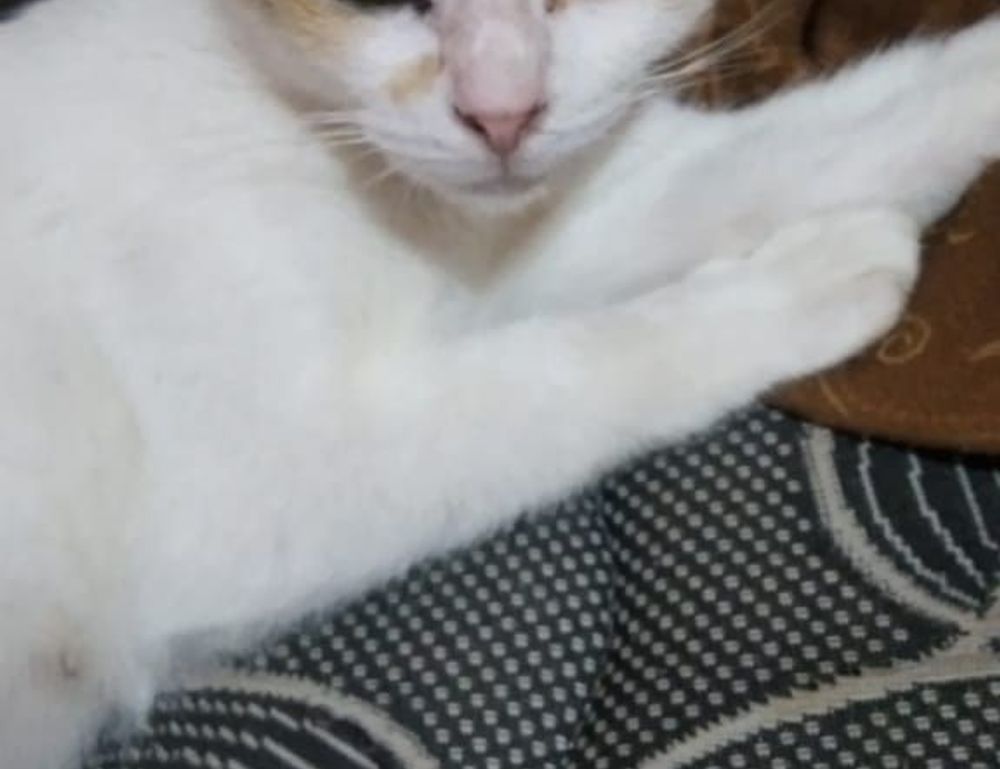 latest updates scookiegear