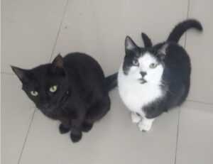 shotscribus software