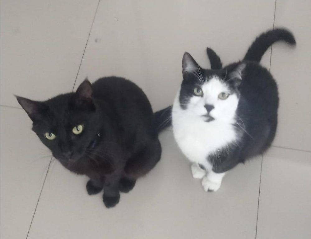 shotscribus software