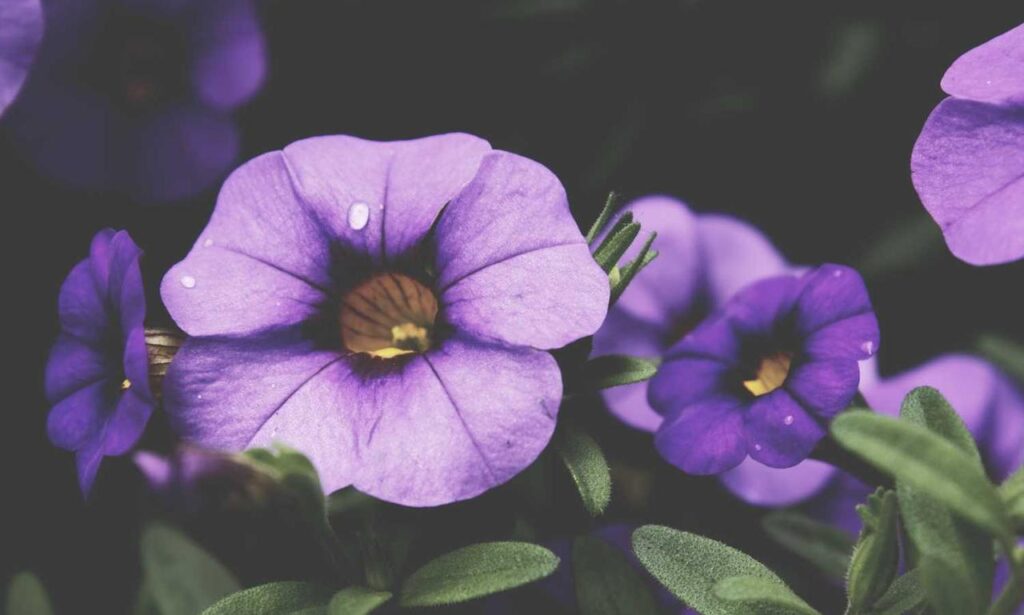 why is uhoebeans software update so slow