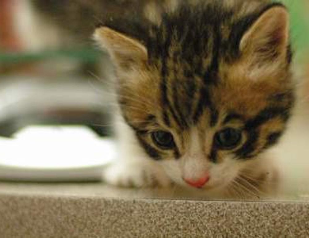 why is uhoebeans software update so slow