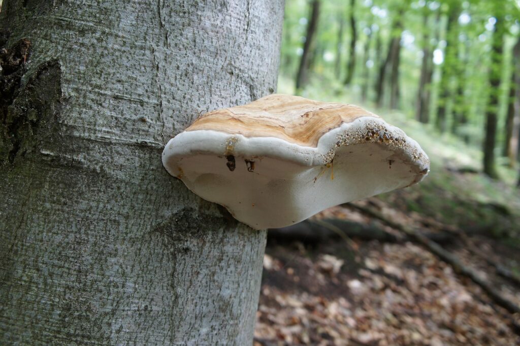 incremental game rollouts