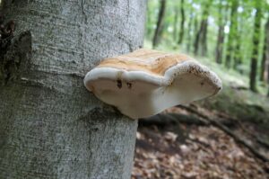 incremental game rollouts