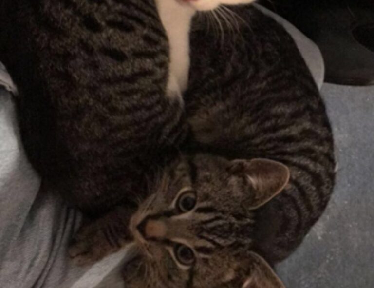 what video game is popular now togplayering