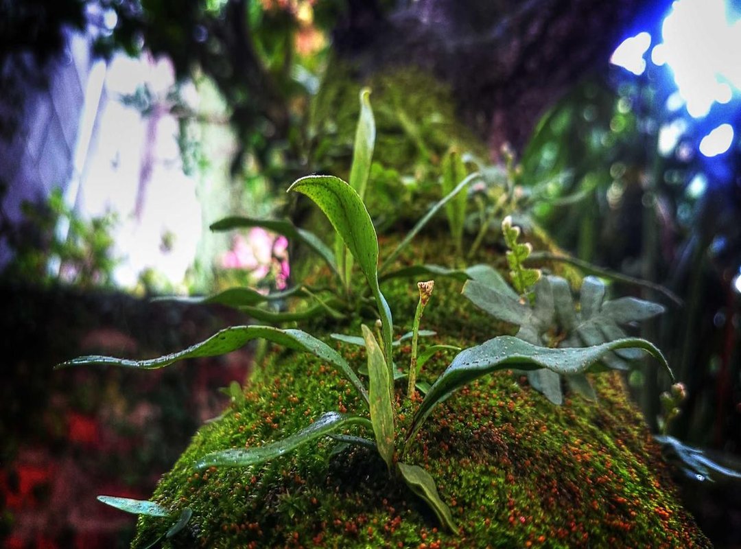 The Origin Story: From a Web Series to Viral Sensation